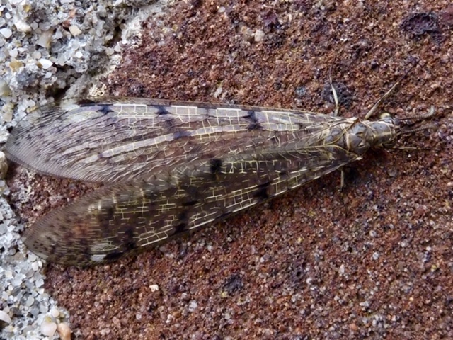 Vreemd insect.